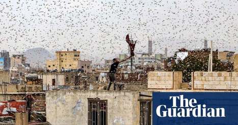 Locust crisis poses a danger to millions, forecasters warn | Global development | The Guardian | GTAV AC:G Y9 - Biomes and food security | Scoop.it