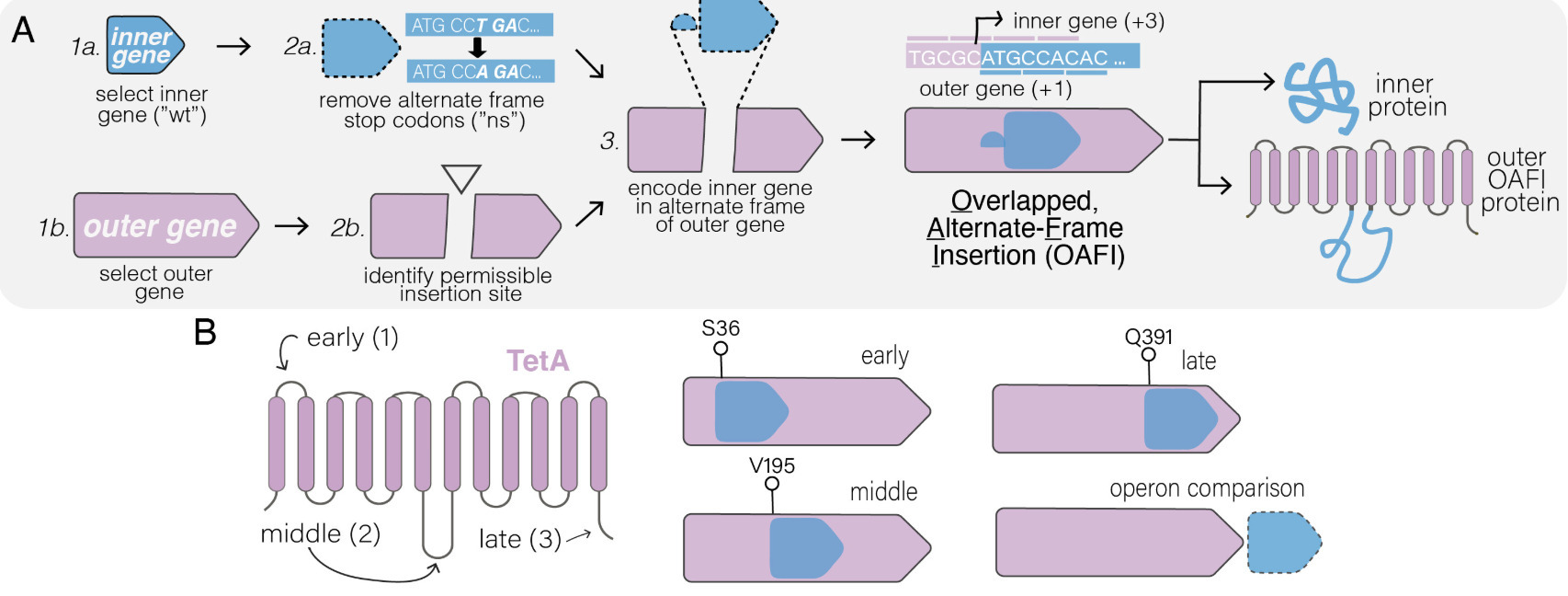 Synthetic overlapping genes stabilize genetic s...