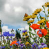 Biodiversité