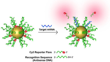 First genetic-based tool to detect circulating cancer cells in blood — lights up cancer cells | KurzweilAI | Longevity science | Scoop.it