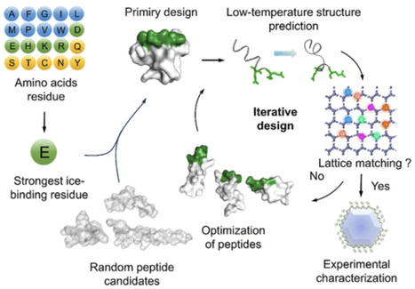 Precise de novo Design Principle of Antifreeze Peptides | JACS | RMH | Scoop.it