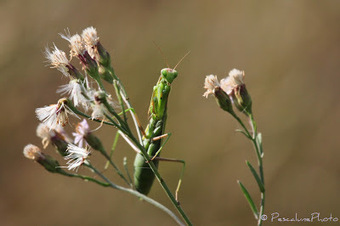 Mante religieuse (Mantis religiosa), Praying Mantis | Camargue Nature | Scoop.it