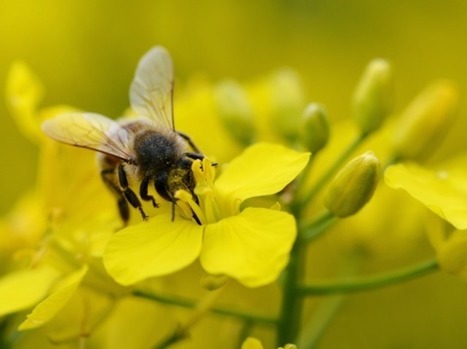 Zoom sur les pesticides néonicotinoïdes | Les Colocs du jardin | Scoop.it