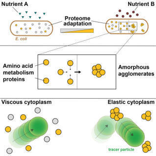 Condition-dependent amorphous protein agglomerates control cytoplasmic rheology | mcell | RMH | Scoop.it