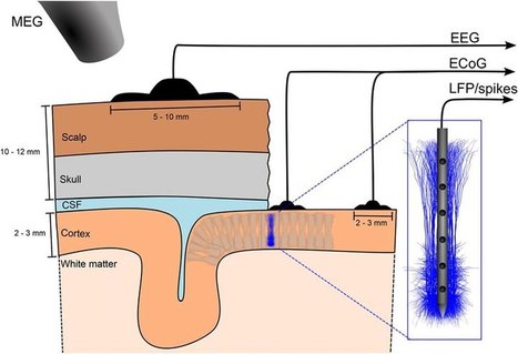The scientific case for doing brain simulations | Amazing Science | Scoop.it