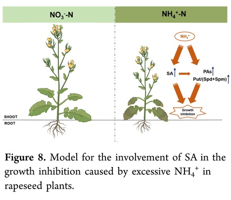 Salicylic Acid Is Involved in the Growth Inhibition Caused by Excessive Ammonium in Oilseed Rape (Brassica napus L.) | Plant hormones (Literature sources on phytohormones and plant signalling) | Scoop.it
