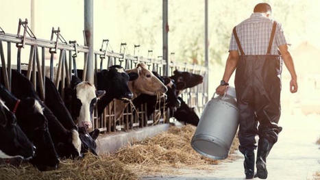 Le pic des départs en retraite d'éleveurs laitiers est derrière nous | SCIENCES DE L' ANIMAL | Scoop.it