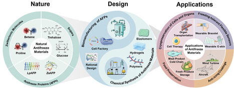 Development and Applications of Antifreeze Materials: From Nature to Design | advS | RMH | Scoop.it