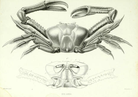 Une référence au crabe | Insect Archive | Scoop.it
