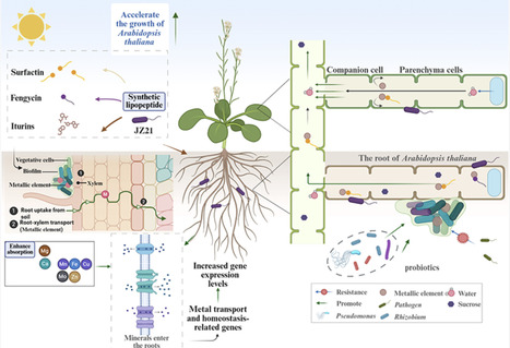 Ecological Roles of Bacillus Lipopeptides in Mediating Plant&ndash;Microbe Interactions and Rhizosphere Community Dynamics | acs | RMH | Scoop.it