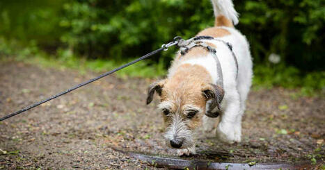 Så här skyddar du hunden under sommaren | Inrikes | 1Uutiset - Lukemisen tähden | Scoop.it