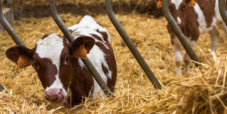 En Allemagne, de plus en plus d’exploitations laitières ferment | Lait de Normandie... et d'ailleurs | Scoop.it
