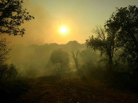 Un an après un méga feu, la résilience de la forêt méditerannéenne mise à l'épreuve | Biodiversité | Scoop.it