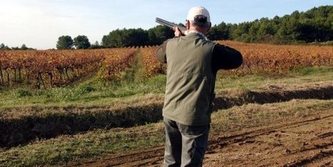 Hérault : 16 oiseaux protégés victimes de la chasse selon la LPO | Les oiseaux au gré du vent | Scoop.it