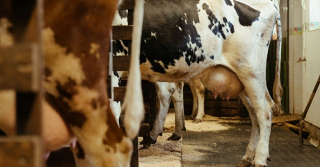 Stimuler la chaîne de valeur laitière au Nigéria | Lait de Normandie... et d'ailleurs | Scoop.it