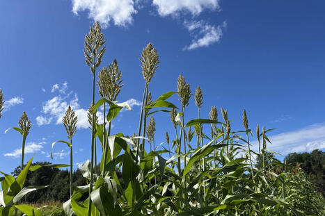 Le sorgho sucrier, une alternative à la betterave sucrière ? - Bio-actualités | Pour innover en agriculture | Scoop.it