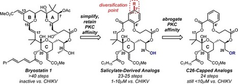 Inhibition of Chikungunya Virus-Induced Cell Death by Salicylate-Derived Bryostatin Analogues Provides Additional Evidence for a PKC-Independent Pathway | Natural Products Chemistry Breaking News | Scoop.it