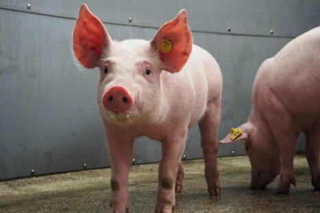 Research provides ‘atlas’ for studies into pig lung immunity | The Pig Site | Mucosal Immunity | Scoop.it