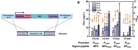 Systematic Engineering of Komagataella phaffii for Efficient Production of Sweet-Tasting Protein Brazzein | RMH | Scoop.it