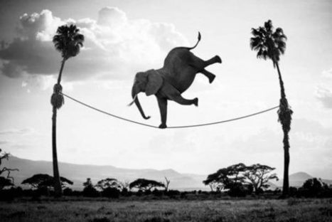 "Hakuna Matata" - Dreamlike Scenes of African Animals | Best of Design Art, Inspirational Ideas for Designers and The Rest of Us | Scoop.it
