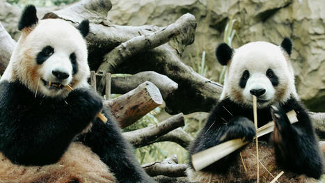 Les pandas ont une libido trop basse, leurs bactéries intestinales pourraient être en cause | Biodiversité - @ZEHUB on Twitter | Scoop.it