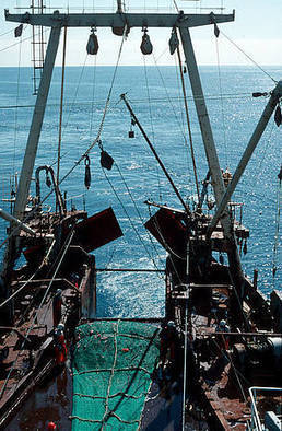 Union européenne :  les contrôles des importations ne permettent pas de lutter contre la pêche | GREENEYES | Scoop.it