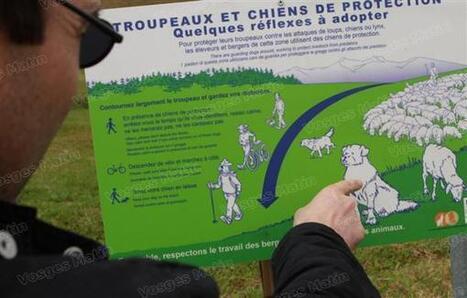 Fait du jour | Des chiens Patou contre les loups - Vosges Matin | Loup | Scoop.it