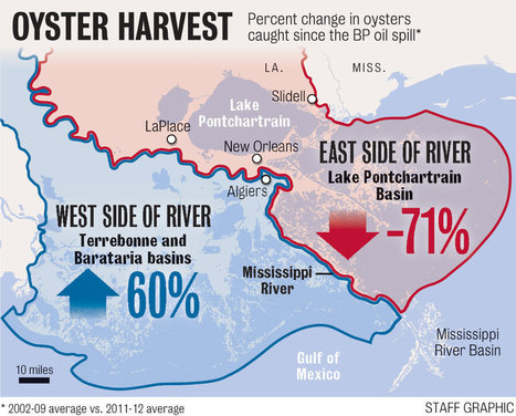 Louisiana Seafood: In wake of BP spill and river diversions, oysters show strain | Coastal Restoration | Scoop.it