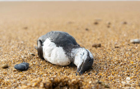 Atlantique : De mystérieux échouages d’oiseaux marins constatés sur les plages | Histoires bien Naturelles | Scoop.it