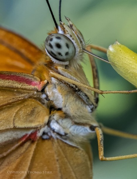 images of butterflies feeding - Tom Stirr | Mirrorless Cameras | Scoop.it