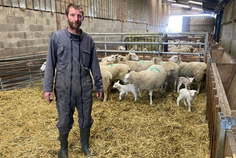 Meuse : cinq brebis tuées, les éleveurs redoutent une avancée du loup sur le territoire | Actualité Bétail | Scoop.it