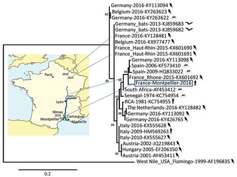 A Montpellier, le cas unique d'un homme infecté par le virus Usutu | EntomoNews | Scoop.it