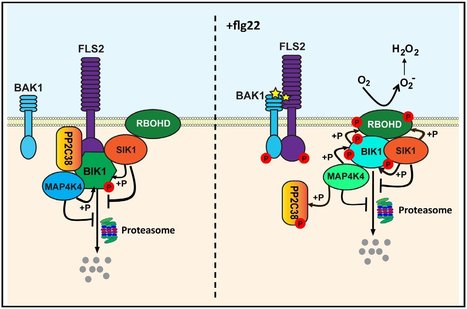 Identification d&rsquo;un nouvel acteur cl&eacute; de la signalisation immunitaire chez Arabidopsis | Life Sciences Universit&eacute; Paris-Saclay | Scoop.it