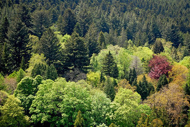 S&eacute;rie documentaire "Restoration in the model forests" | &Eacute;cosyst&egrave;mes Tropicaux | Scoop.it
