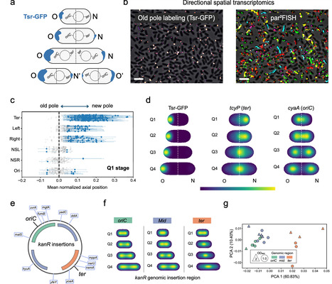 Revisiting genome-guided RNA localization in bacteria | Ncm | RMH | Scoop.it