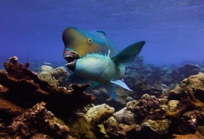 Poisson Perroquet In Vie Marine Et Biodiversité Scoopit - 