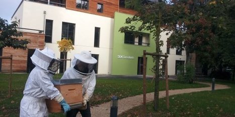 Biocenys et Beeguard s'associent pour connecter les ruches | Toulouse networks | Scoop.it
