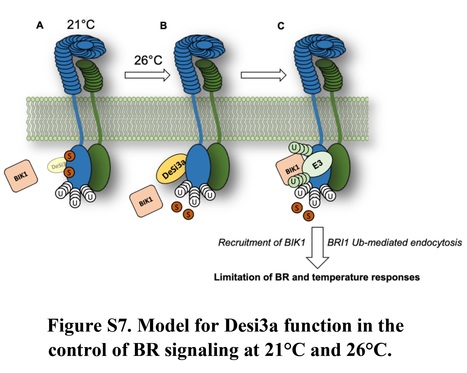 SUMO/deSUMOylation of the BRI1 brassinosteroid ...