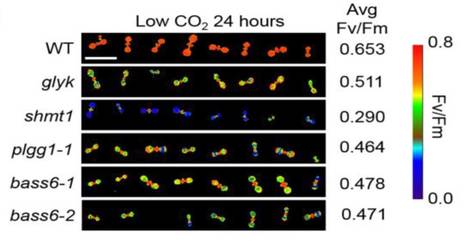 Bile Acid Sodium Symporter BASS6 Can Transport Glycolate and Is Involved in Photorespiratory Metabolism in Arabidopsis thaliana | The Plant Cell | Scoop.it