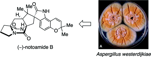 Fungal Origins of the Bicyclo[2.2.2]diazaoctane Ring System of Prenylated Indole Alkaloids | Natural Products Chemistry Breaking News | Scoop.it