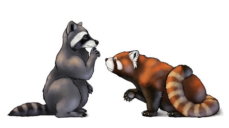 How to Draw Animals: Red Pandas and Raccoons | Drawing and Painting Tutorials | Scoop.it