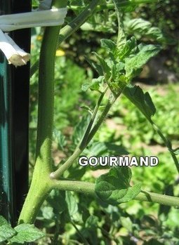 La taille des tomates : comment faire ? | La Sagesse de la Nature | Scoop.it