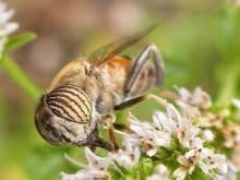 Dans la peau d’un entomologiste | Variétés entomologiques | Scoop.it