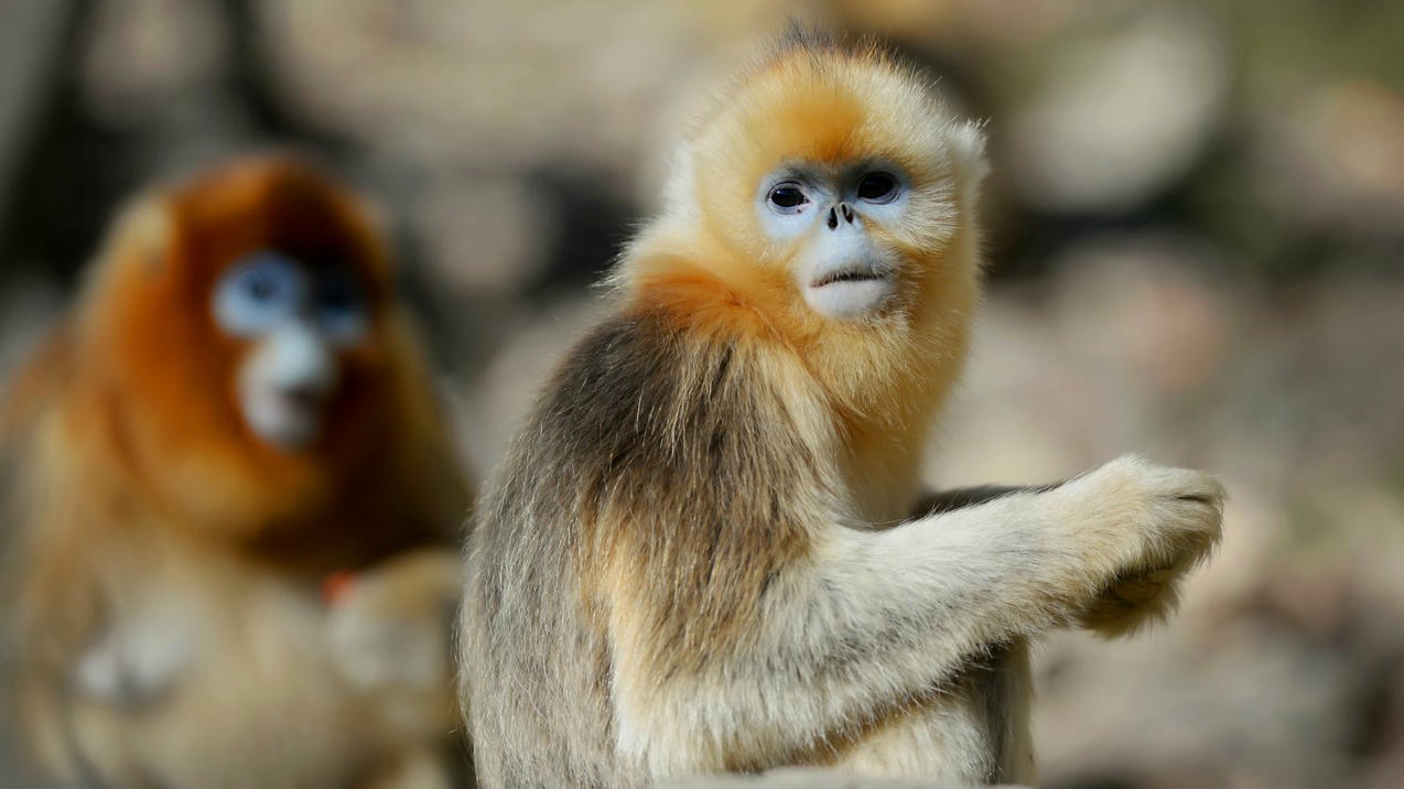 Beauval : le ZooParc accueillera cette ann&eacu...