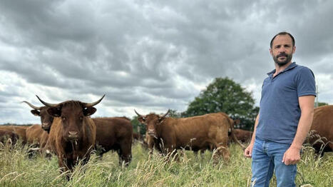 « J’ai toujours aimé cette viande goûteuse » : il a choisi d’élever des salers - Ouest France [Abonnés] | Agriculture en Pays de la Loire | Scoop.it