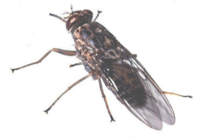 Comment les trypanosomes passent de l'intestin à la salive de la mouche tsé-tsé pour contaminer de nouveaux hôtes / How Nagana is carried by tsetse flies | EntomoNews | Scoop.it