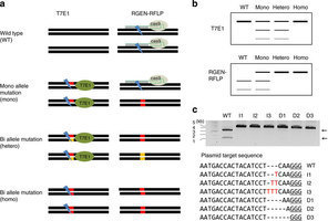 Genotyping with CRISPR-Cas-derived RNA-guided endonucleases | Genetic Engineering Publications - GEG Tech top picks | Scoop.it