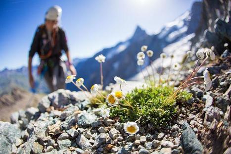 Sur les îles du ciel | Biodiversité | Scoop.it