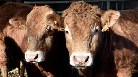 Une ann&eacute;e 2026 sous tension pour l&rsquo;&eacute;levage de bovin viande | SCIENCES DE L' ANIMAL | Scoop.it