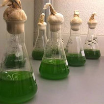 Micro-algues : des biofaçades pour améliorer l'isolation des bâtiments | Build Green, pour un habitat écologique | Scoop.it